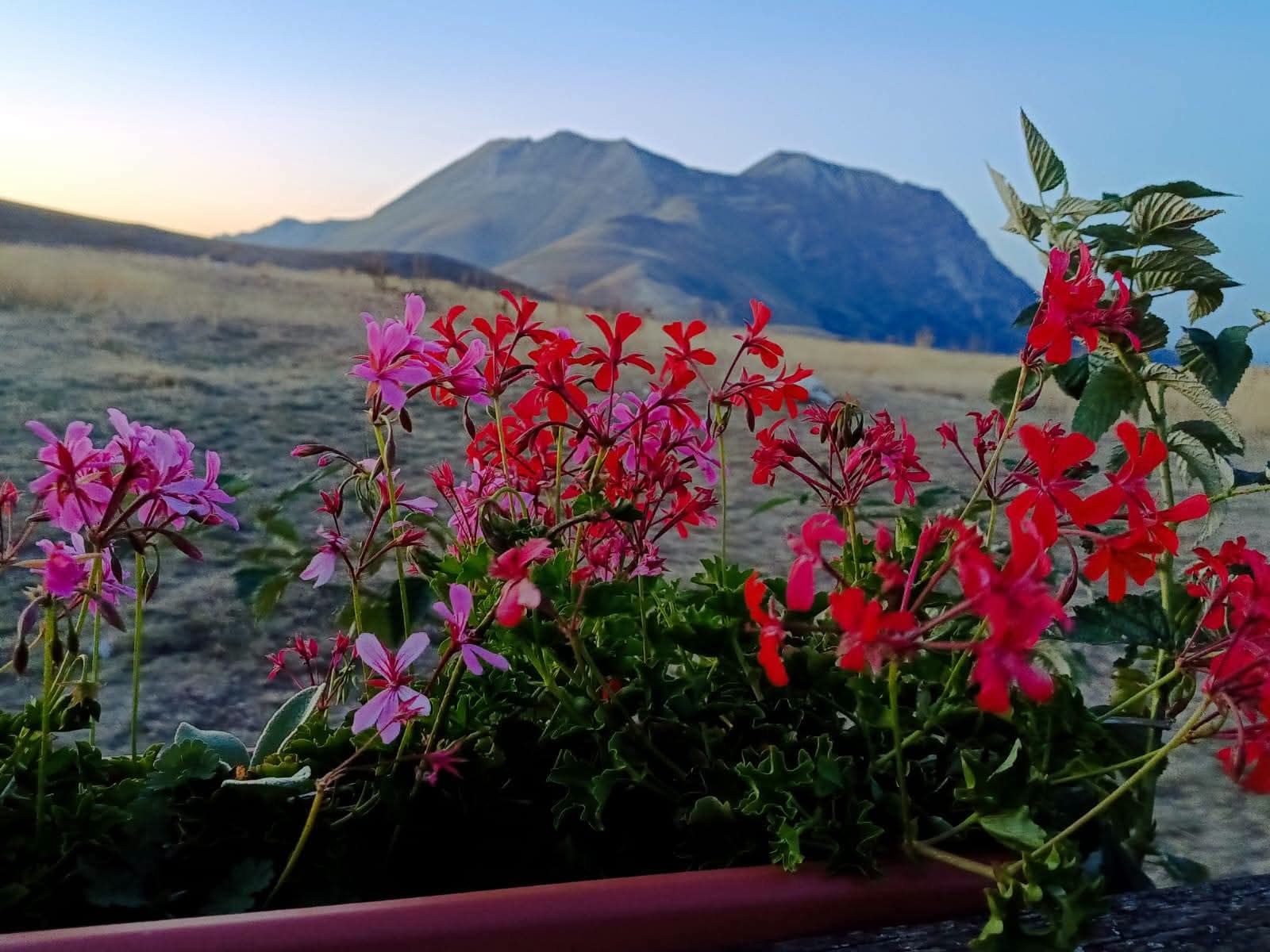 Fiori rossi e rosa in primo piano con le cime dei Sibillini sullo sfondo